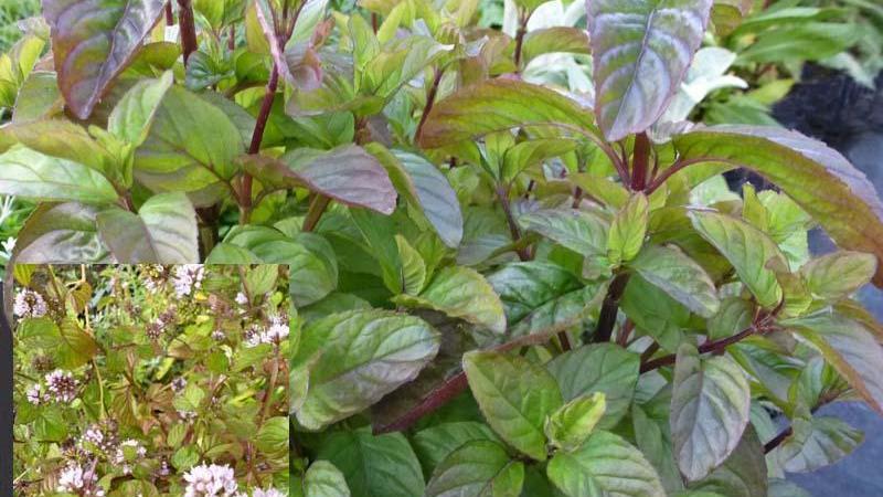 Plante : MEPICI