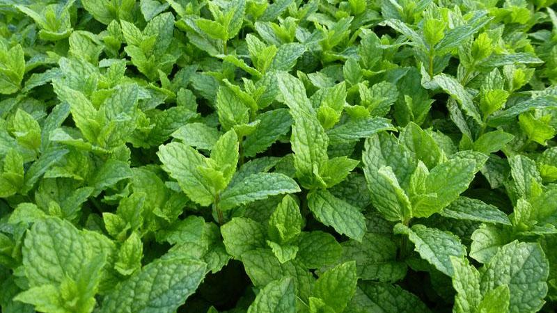 Plante : MESPMO