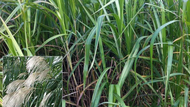 Plante : MIGIP9