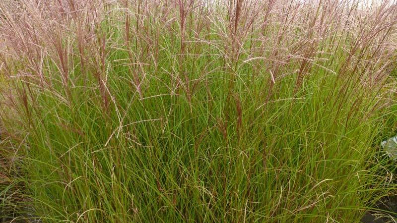 Plante : MISIAULI