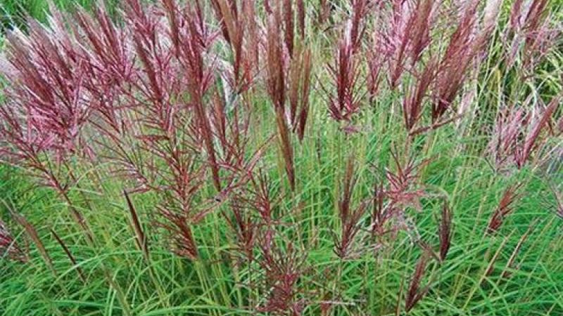 Plante : MISIGR