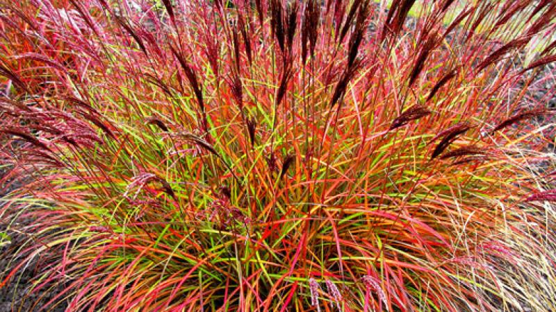 Plante : MISIRECH
