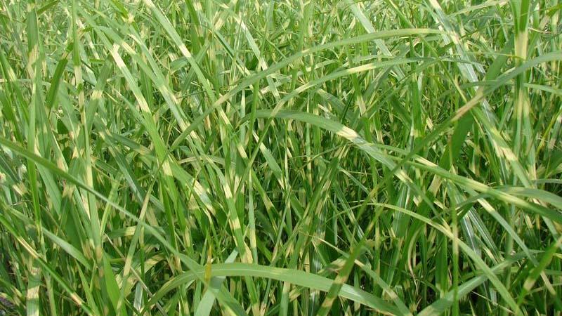 Plante : MIZE