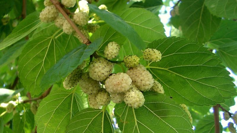Plante : MOAL