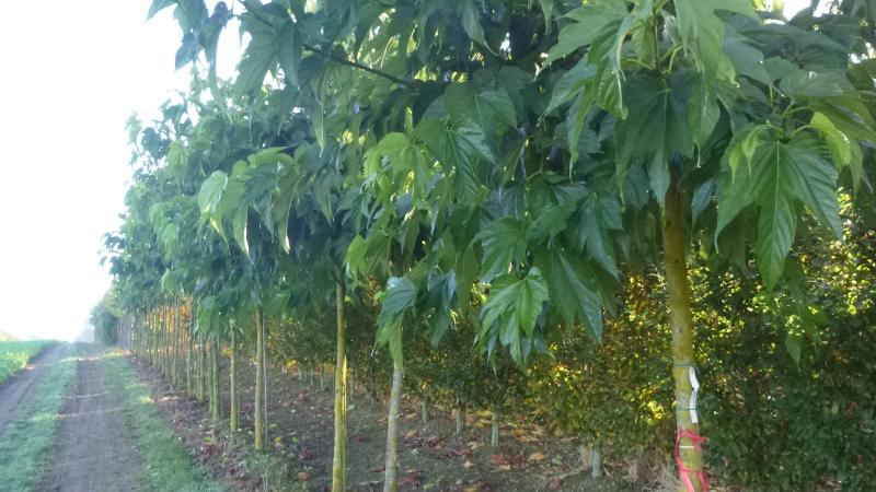 Plante : MOALBO
