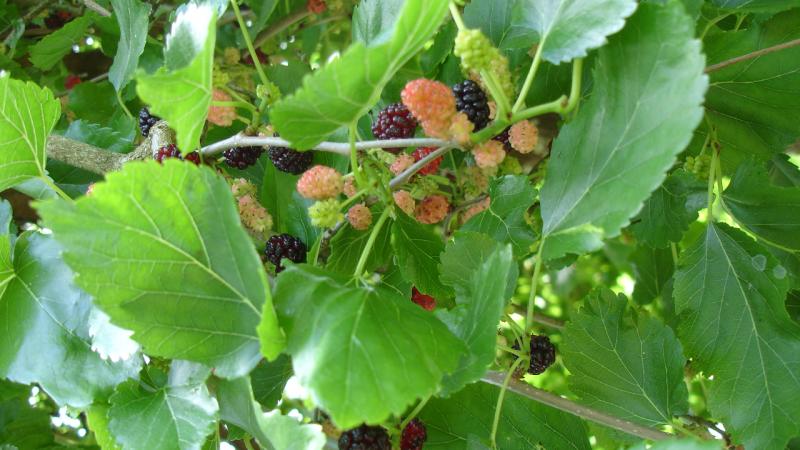 Plante : MOALFR