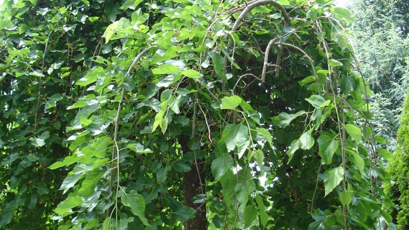 Plante : MOALPE