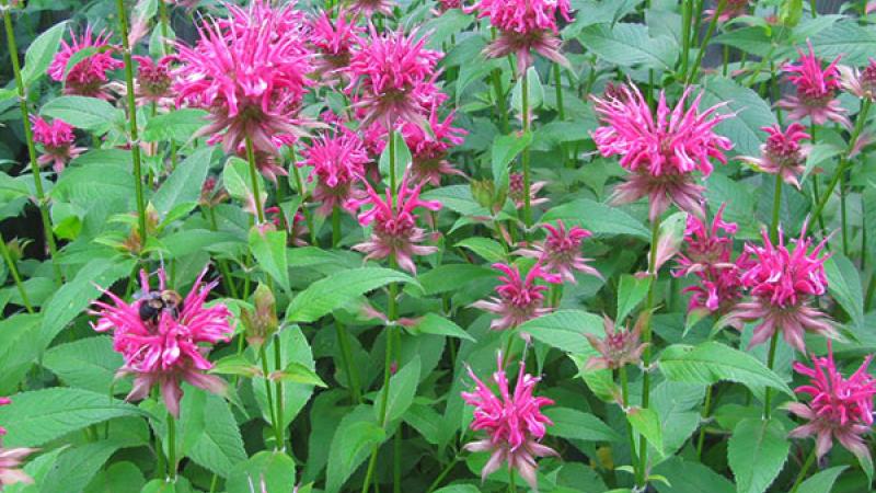 Plante : MOHYGE