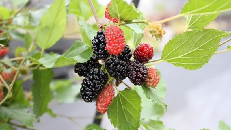 Plante : MOROMOBE