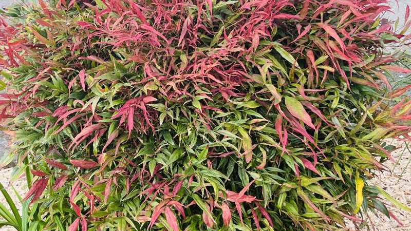 Plante : NADOGU