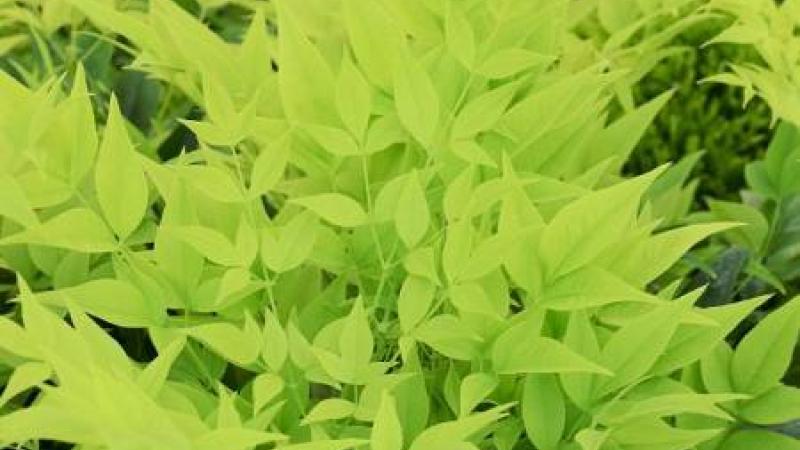 Plante : NADOLELI
