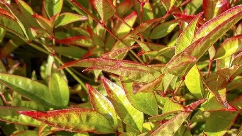 Plante : NADOMOBA