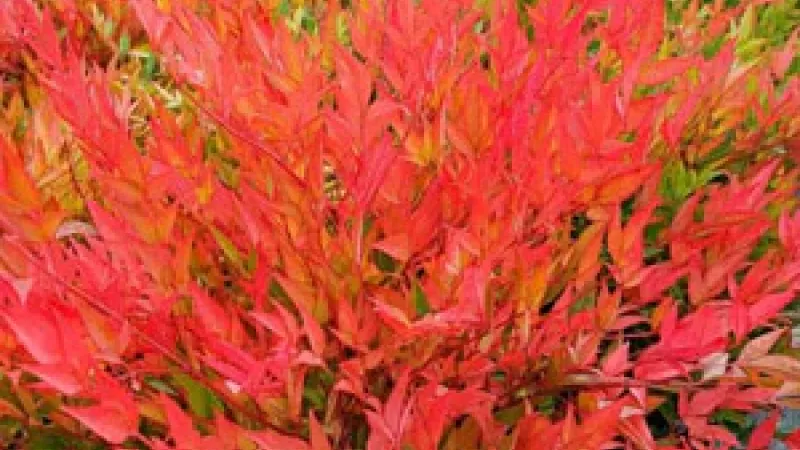 Plante : NADOMOBA