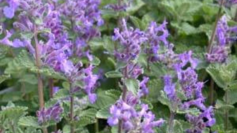 Plante : NEFA