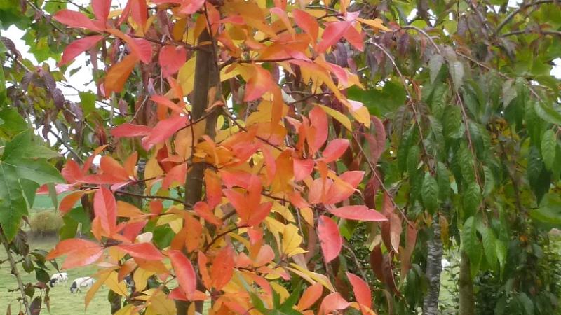 Plante : NYSY