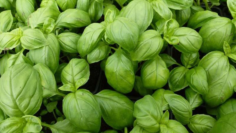 Plante : OCBA