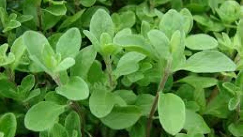 Plante : ORVUCO