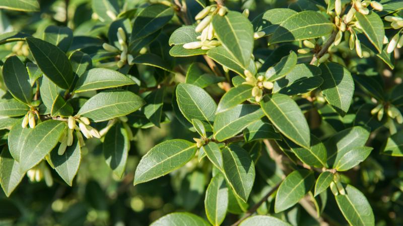 Plante : OSBU