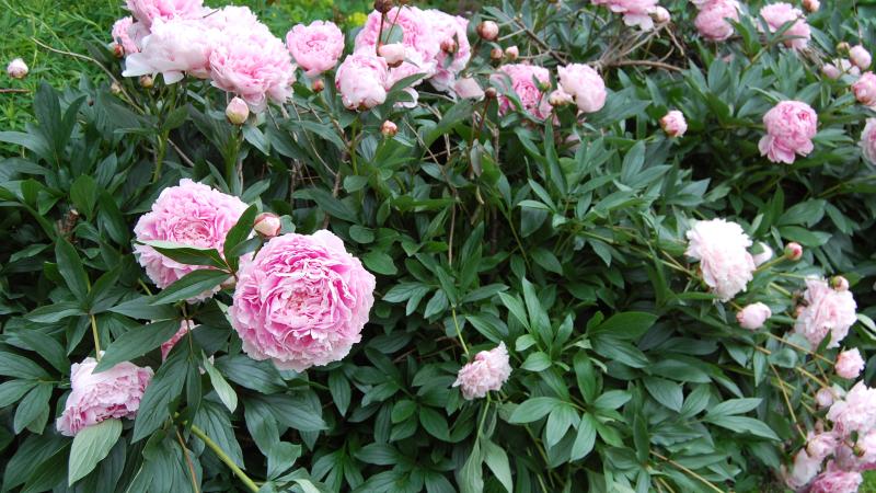 Plante : PALASABE