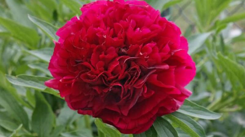 Plante : PARUPL