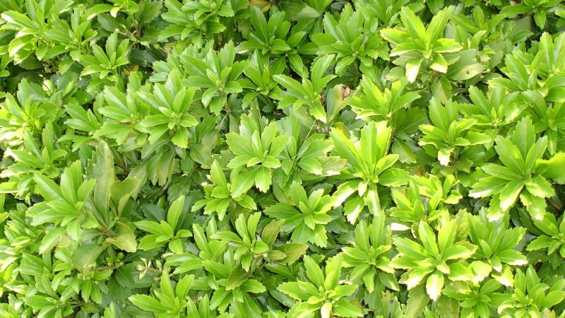 Plante : PATE