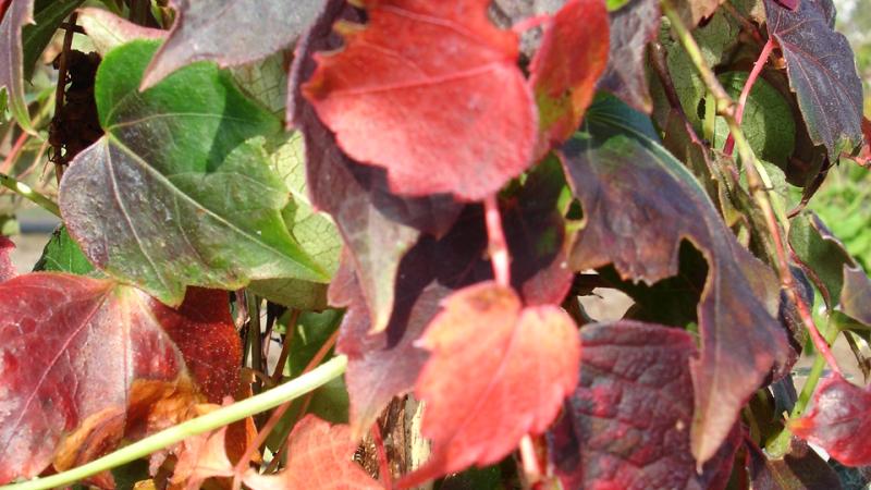 Plante : PATRVI