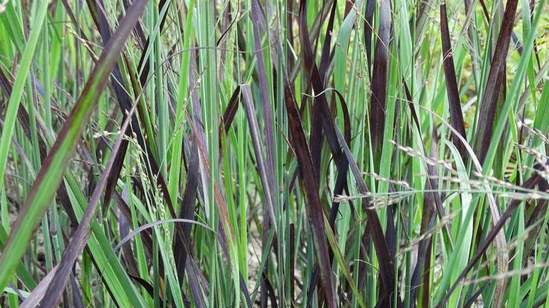 Plante : PAVIBLDA