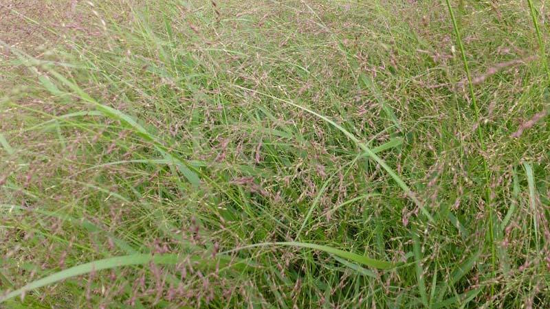 Plante : PAVIWA