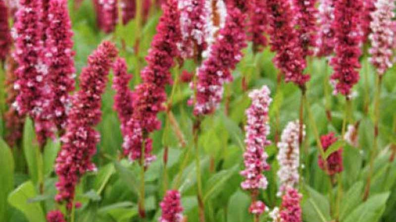 Plante : PEAFDARE
