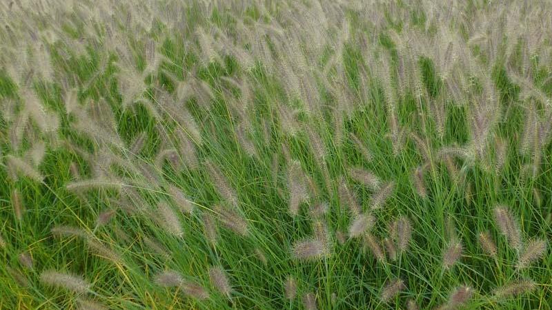 Plante : PEALHA