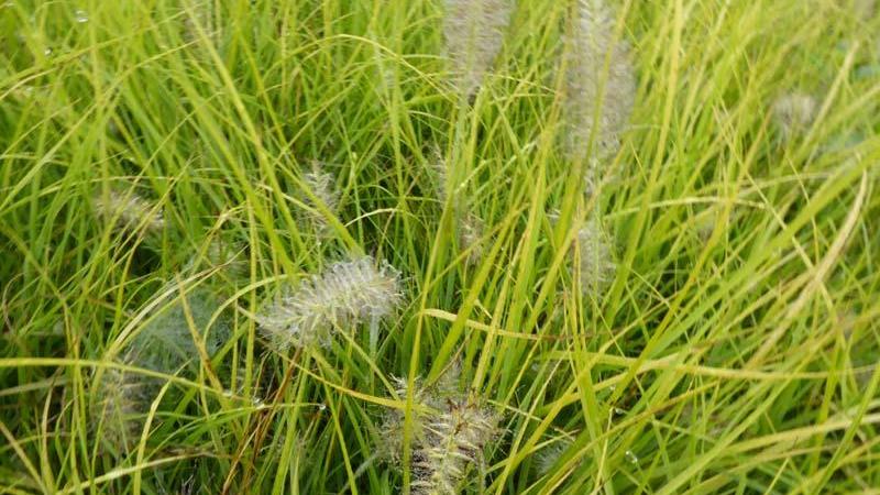 Plante : PEALJSJO