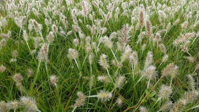 Plante : PEALLIBU