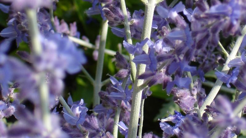 Plante : PEATLABL