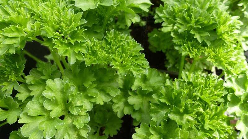 Plante : PECR