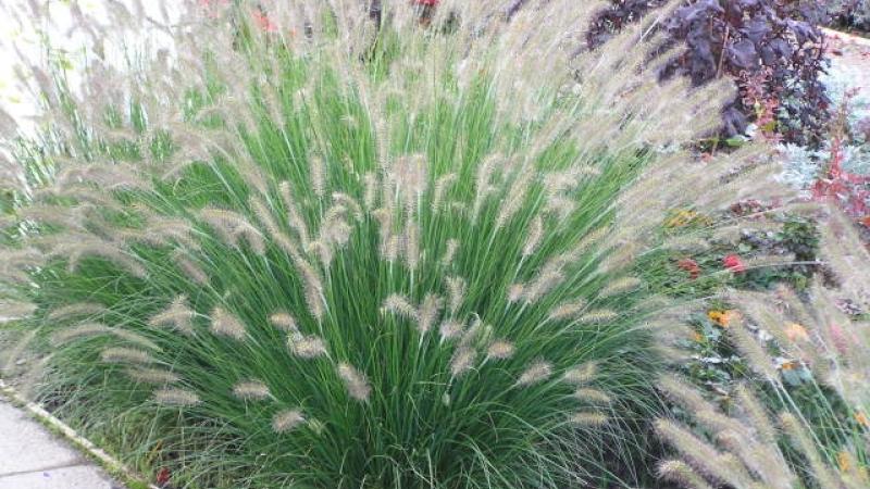 Plante : PEHA