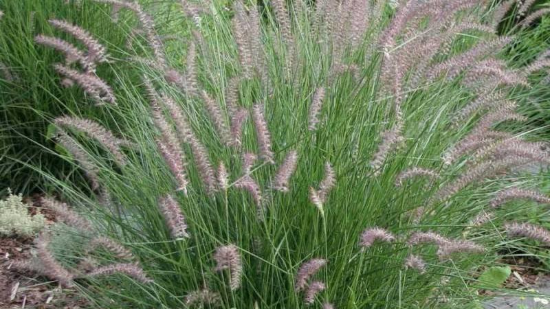 Plante : PEHYKA