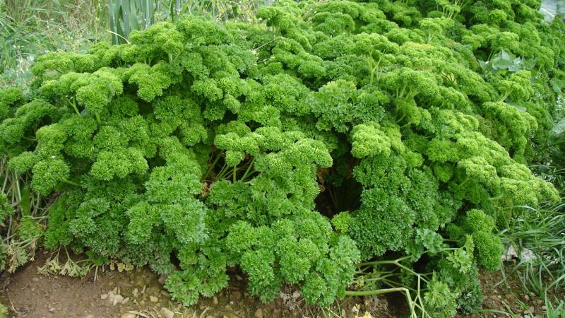 Plante : PERSIL