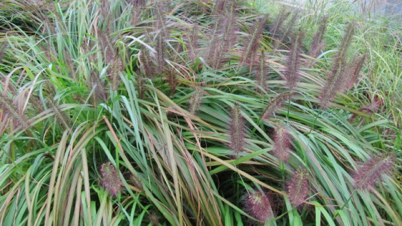 Plante : PEVI