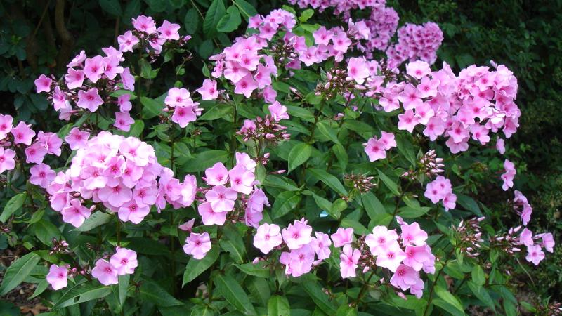 Plante : PH