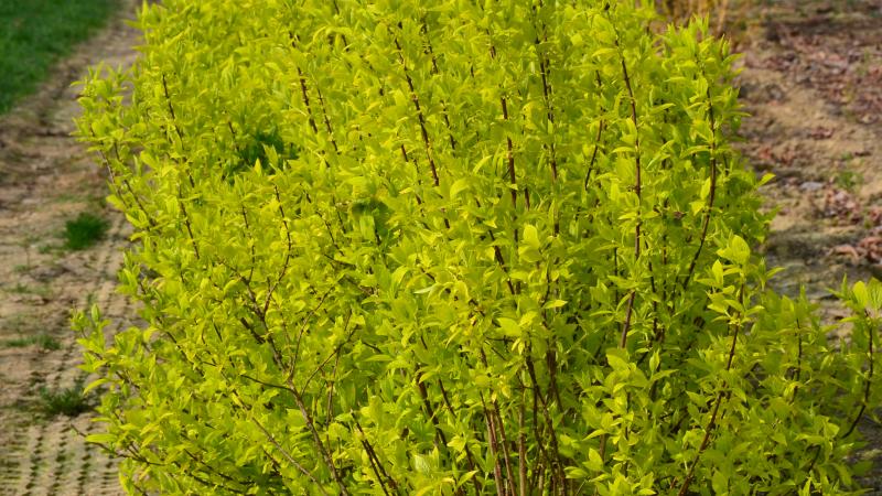 Plante : PHCOAU