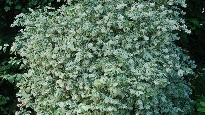 Plante : PHCOVA