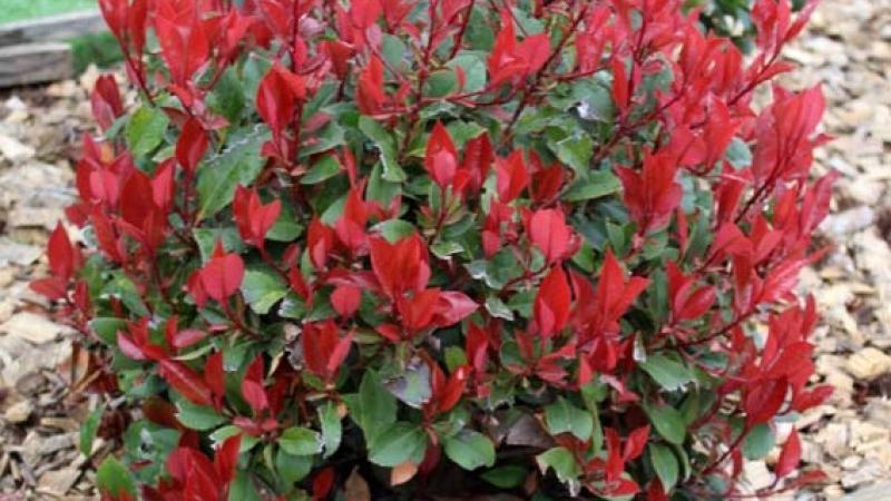 Plante : PHFRLIRERO
