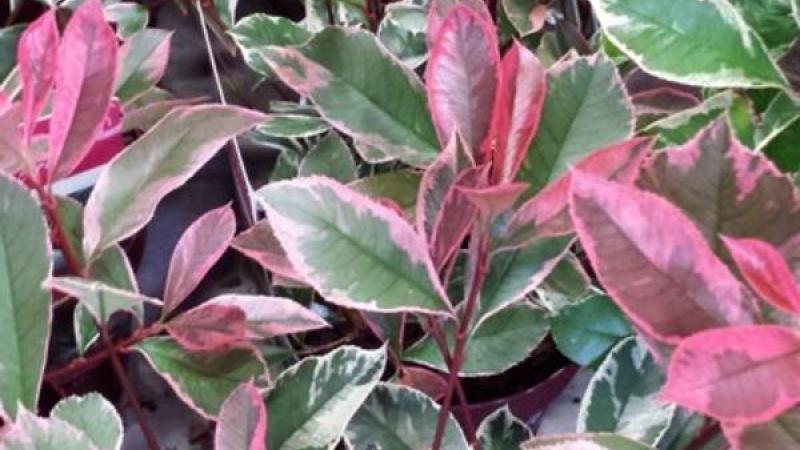 Plante : PHFRPIMA