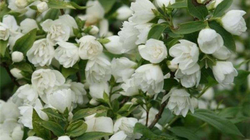 Plante : PHMAHE