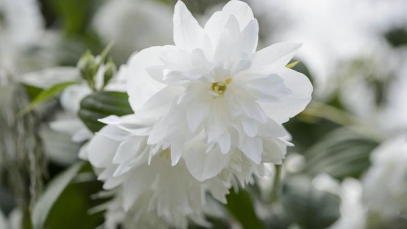 Plante : PHMISN