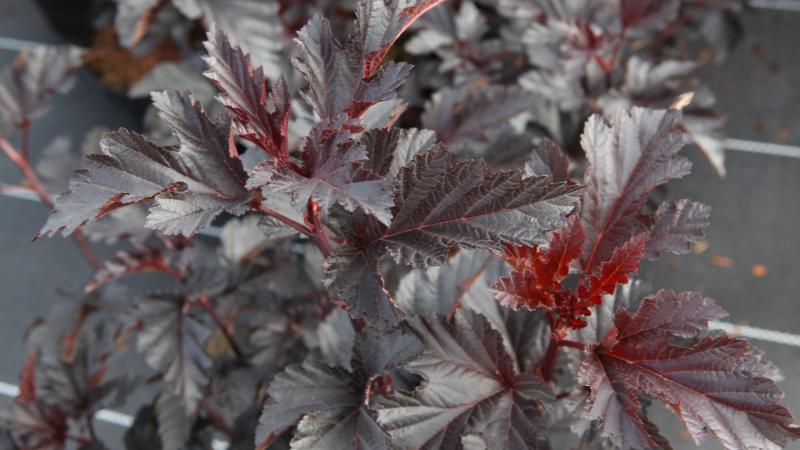 Plante : PHOPALBL