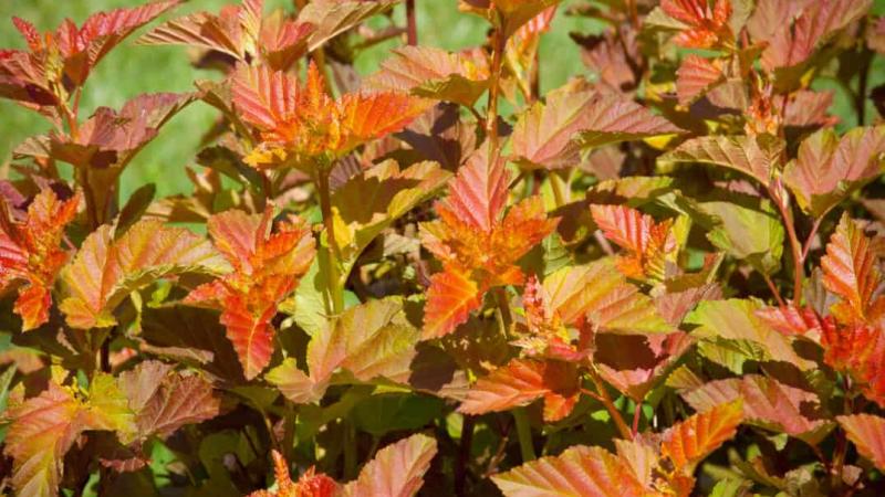 Plante : PHOPAMJU