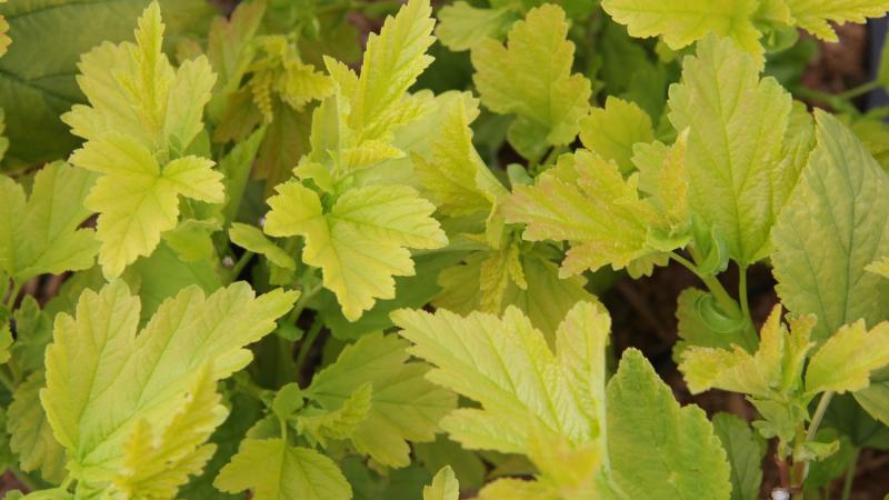 Plante : PHOPANGO
