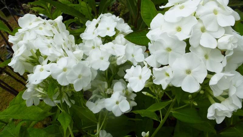 Plante : PHPAPIFL
