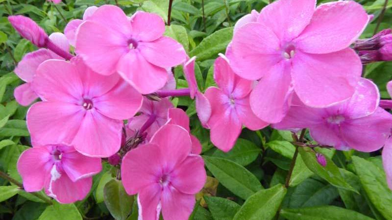 Plante : PHPATI